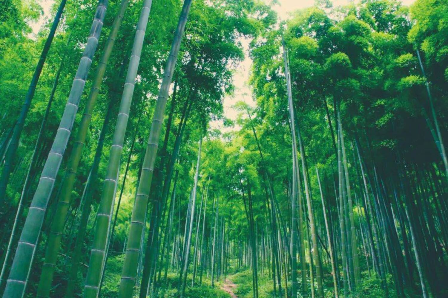 bamboo