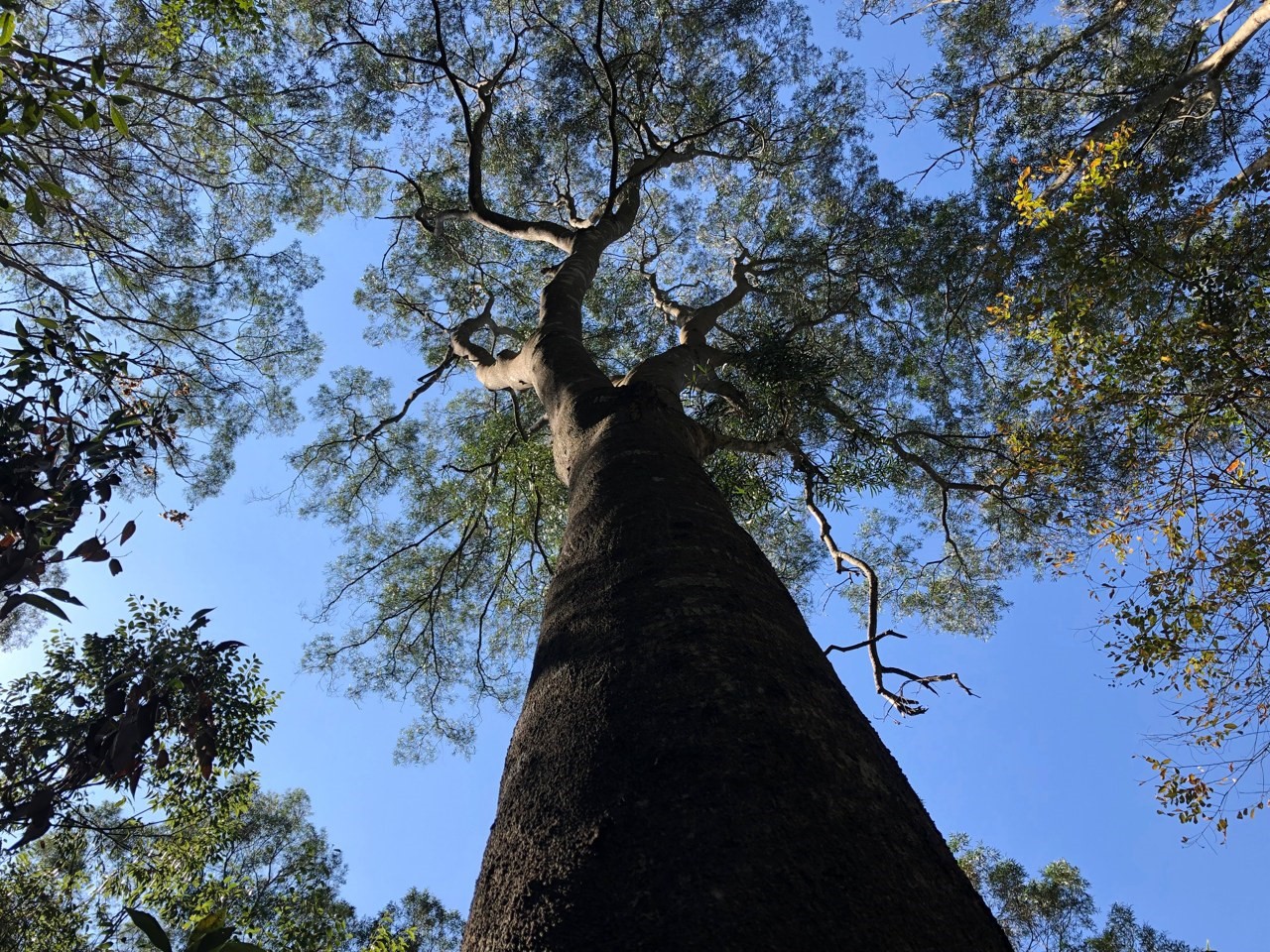 Acacia wood Acacia wood