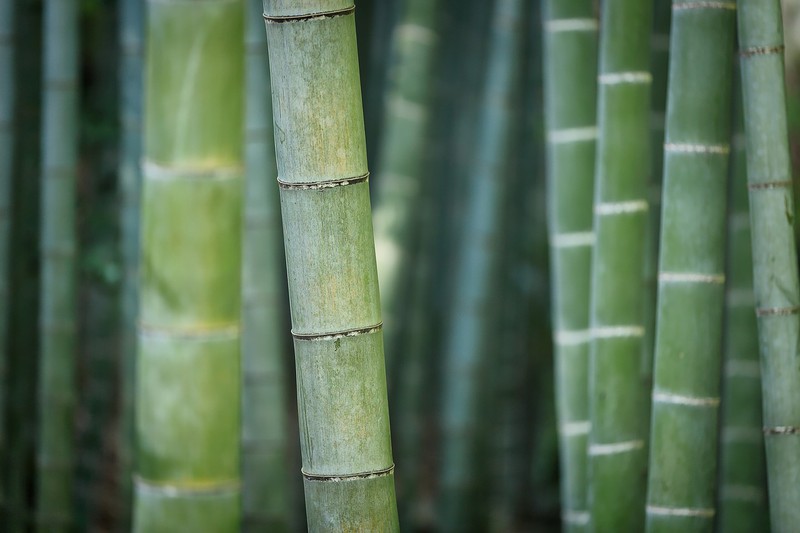bamboo-30287091280 bamboo-30287091280