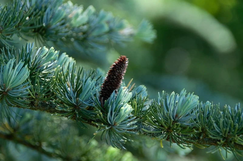 cedar cedar
