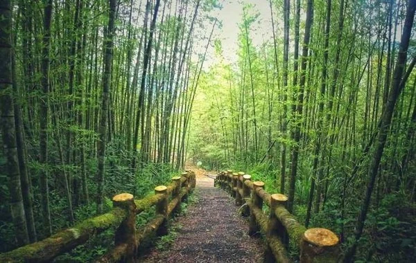 bamboo