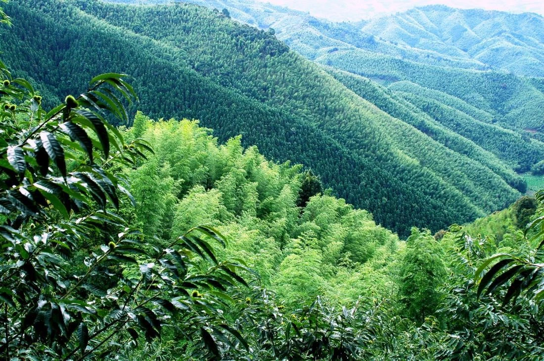 bamboo1 bamboo1