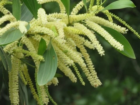 Acacia mangium Acacia mangium