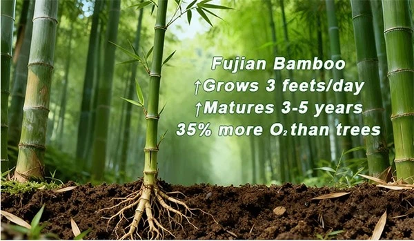 bamboo advantage