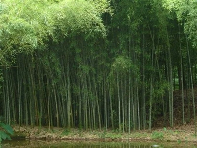 Professional Guide To Bamboo Material Selection And Collection